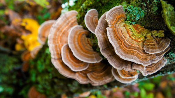 Turkey Tail